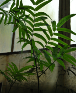 大觀音座蓮 大觀音座蓮