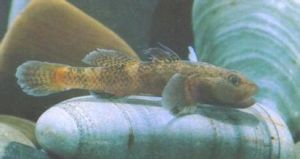 波氏梅花鯊 波氏梅花鯊