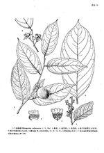 黑毛柿，生長在雲南，屬亞熱帶植物