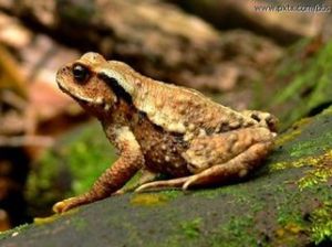 隱耳蟾蜍 隱耳蟾蜍