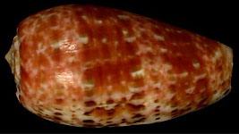 紅棗芋螺 紅棗芋螺