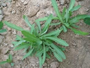 赤莖小錦蘚 赤莖小錦蘚