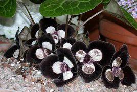 大花細辛[中藥]