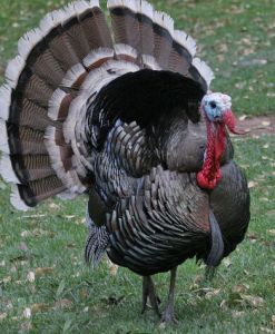 貝蒂娜火雞 貝蒂娜火雞