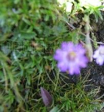 阿壩龍膽 阿壩龍膽