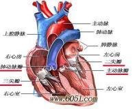 心臟瓣膜