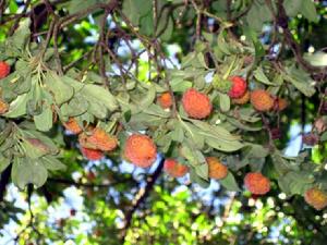 舊井村自然資源-經果