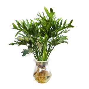 水培春羽 水培春羽