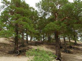 樟子松(變種) 樟子松(變種)