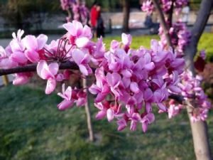 加拿大紫荊 加拿大紫荊