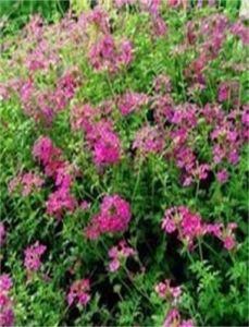 羽裂美女櫻 羽裂美女櫻