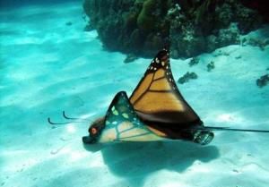 勃氏蝴蝶魚 勃氏蝴蝶魚