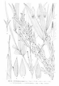 洮州當歸 洮州當歸