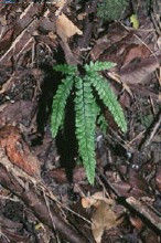 毛葉拷栗 毛葉拷栗