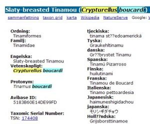 Slaty-breasted Tinamou (Crypturellus boucardi)
