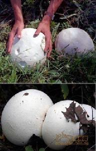 巨型蘑菇[一種生長在自然界中的真菌]