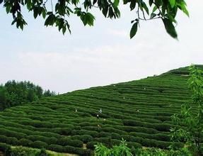 龍王埡茶場 龍王埡茶場