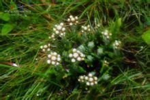 蒼山香青 蒼山香青