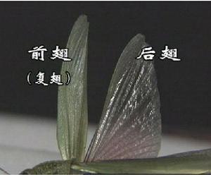 覆翅 覆翅