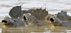 mudskippers
