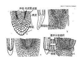 分生組織細胞 分生組織細胞