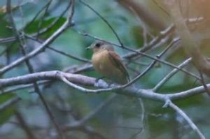 栗紅霸鶲 栗紅霸鶲