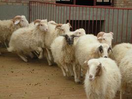 環縣灘羊 環縣灘羊