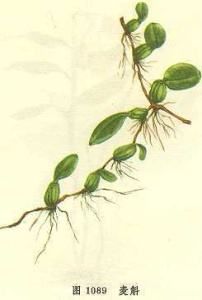 鞘角石屬 鞘角石屬