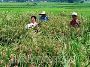 （圖）仙回瑤族鄉