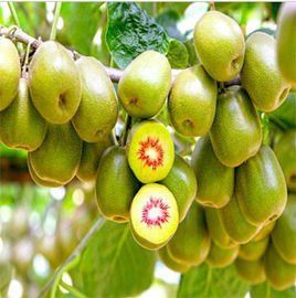 蒼溪紅心獼猴桃 蒼溪紅心獼猴桃