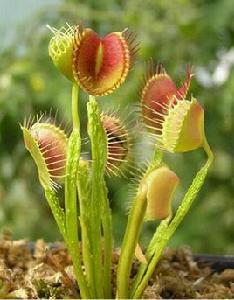捕蠅草植物