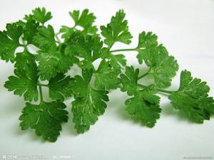 白廟芹菜 白廟芹菜