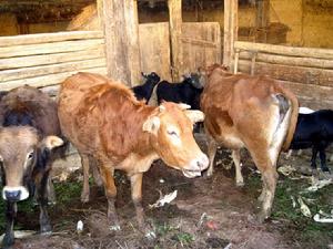 長檐門村發展重點-養殖業