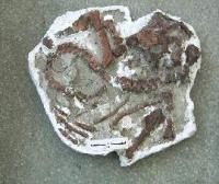 梅萊營鸚鵡嘴龍 標本