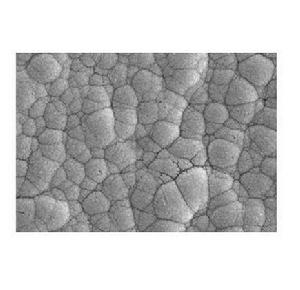 表面形態 表面形態