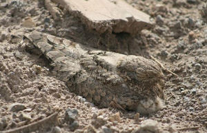 埃及夜鷹 埃及夜鷹