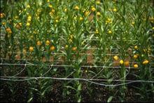 燈籠百合，宮燈百合