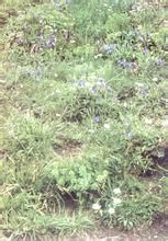 少花大披針苔草 少花大披針苔草