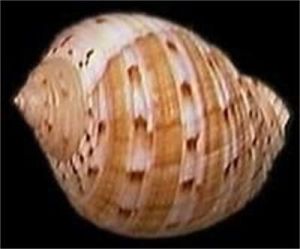 中華鶉螺 中華鶉螺