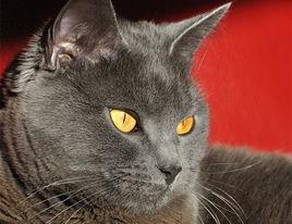 傳教士藍貓 傳教士藍貓