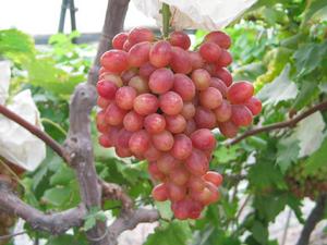 遼中葡萄 遼中葡萄