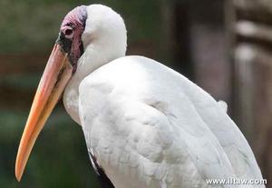 白䴉鸛Milky stork