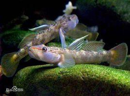 溪吻鰕虎魚 溪吻鰕虎魚