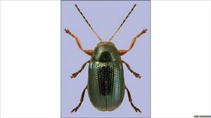 綠胡椒粉盒甲蟲