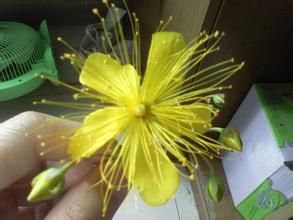 展萼金絲桃 展萼金絲桃