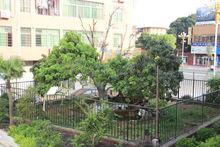 荔枝[水果類植物]