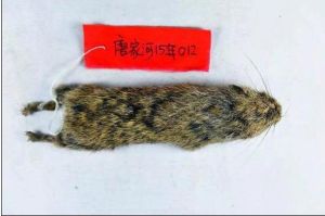 扁顱鼠兔 扁顱鼠兔