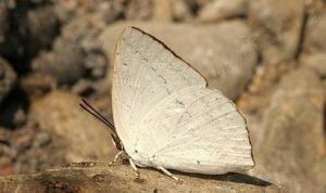 台灣銀背小灰蝶 台灣銀背小灰蝶