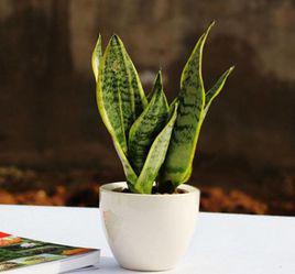 虎尾蘭[虎尾蘭]