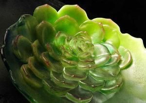 雲南石蓮 雲南石蓮